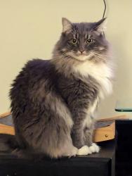 Lost Male Cat last seen Balboa and Almeria, El Granada, CA 94018