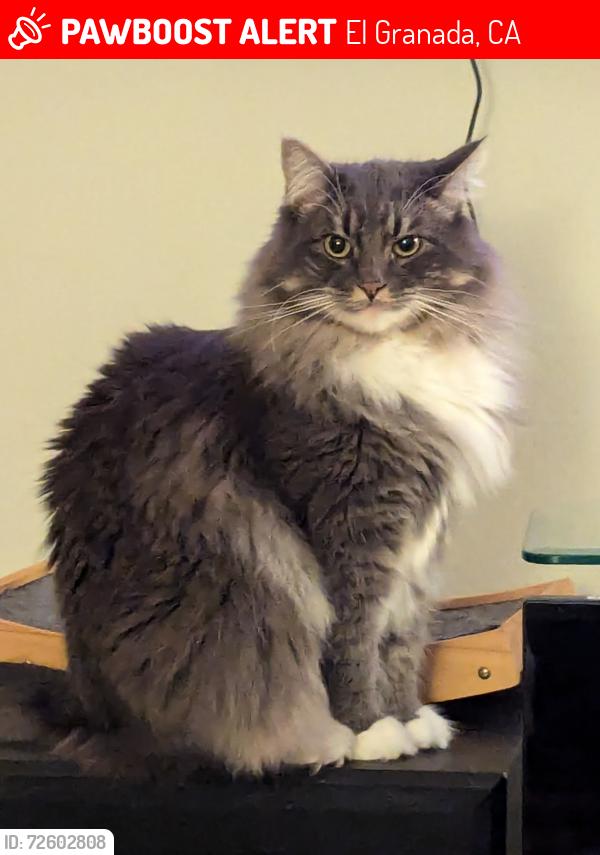 Lost Male Cat last seen Balboa and Almeria, El Granada, CA 94018