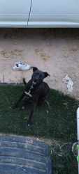 Lost Male Dog last seen Near ih 37, Elmendorf, TX 78112