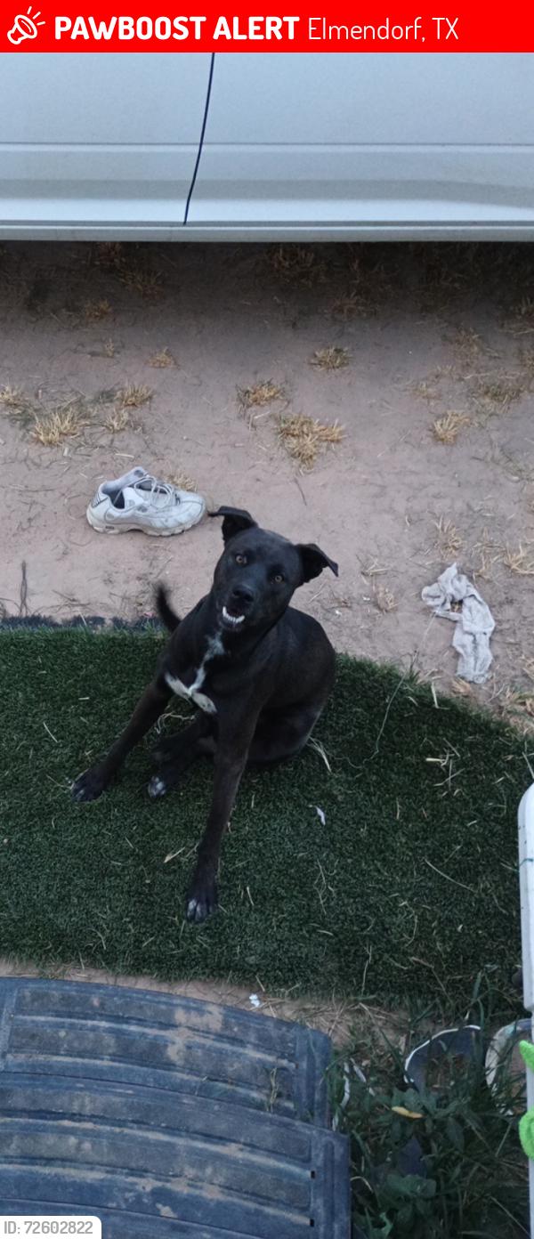 Lost Male Dog last seen Near ih 37, Elmendorf, TX 78112