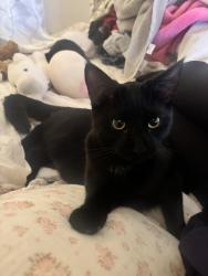 Lost Male Cat last seen Station Street, Buffalo, NY 14228