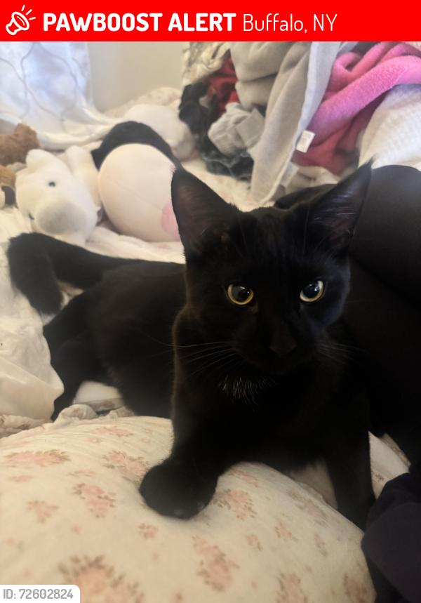 Lost Male Cat last seen Station Street, Buffalo, NY 14228