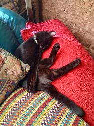 Lost Female Cat last seen Palms carwash and Laundrymat, Albuquerque, NM 87105