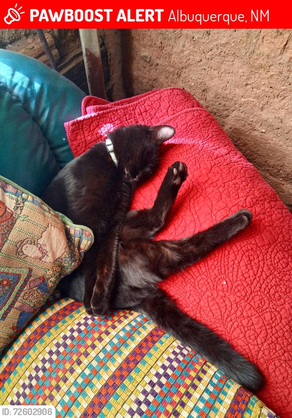 Lost Female Cat last seen Palms carwash and Laundrymat, Albuquerque, NM 87105