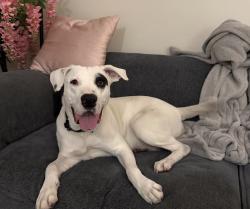Lost Male Dog last seen Near Palmwood Dr Los Angeles, CA  90008 United States, Los Angeles, CA 90008
