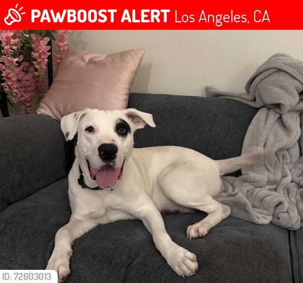 Lost Male Dog last seen Near Palmwood Dr Los Angeles, CA  90008 United States, Los Angeles, CA 90008