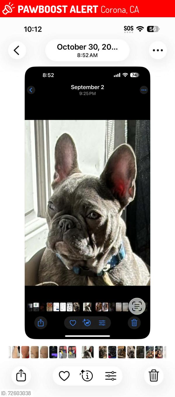 Lost Male Dog last seen Railroad/3rd, Corona, CA 92882