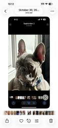 Lost Male Dog last seen Railroad/3rd, Corona, CA 92882