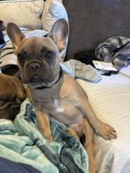 Lost Male Dog last seen Railroad/3rd, Corona, CA 92882