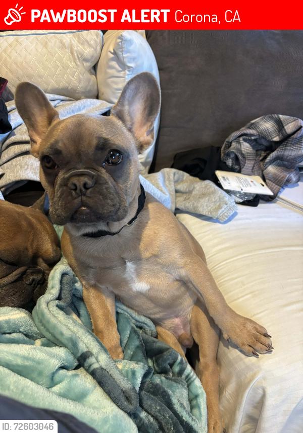 Lost Male Dog last seen Railroad/3rd, Corona, CA 92882