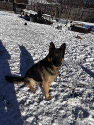 Lost Male Dog last seen Walrond & 70th , Kansas City, MO 64132