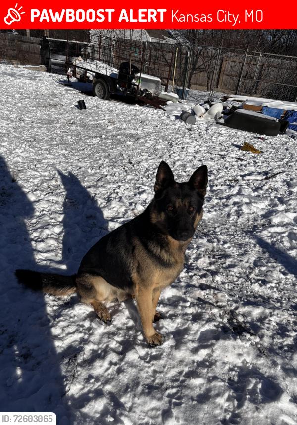 Lost Male Dog last seen Walrond & 70th , Kansas City, MO 64132