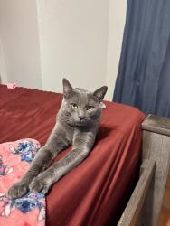 Lost Male Cat last seen Valley way , San Antonio, TX 78250