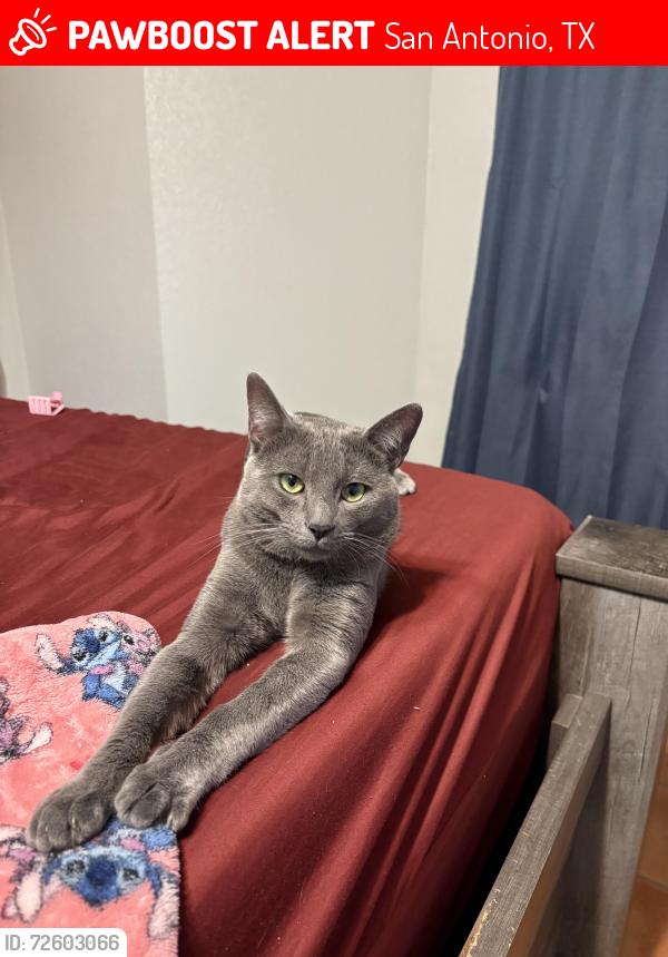 Lost Male Cat last seen Valley way , San Antonio, TX 78250