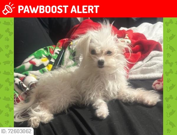 Lost Female Dog last seen Countryside village of atlanta Lawrenceville ga 30044, Gwinnett County, GA 30044