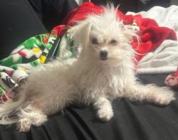 Lost Female Dog last seen Countryside village of atlanta Lawrenceville ga 30044, Gwinnett County, GA 30044