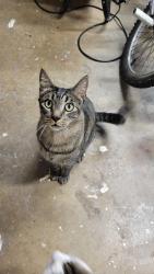 Lost Male Cat last seen Near Neptune Dr, Chula Vista, CA 91911