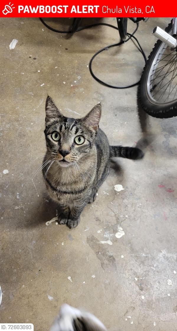 Lost Male Cat last seen Near Neptune Dr, Chula Vista, CA 91911
