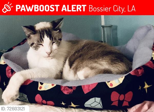 Lost Male Cat last seen Haymeadow North Bossier close to intersection of Benton rd and Kingston rd, Bossier City, LA 71111