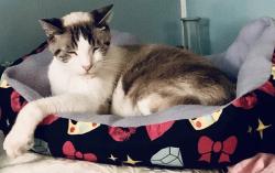 Lost Male Cat last seen Haymeadow North Bossier close to intersection of Benton rd and Kingston rd, Bossier City, LA 71111