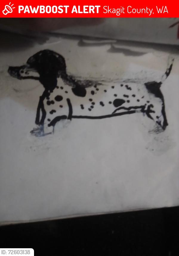 Lost Male Dog last seen La Conner Whitney rd, Skagit County, WA 98273