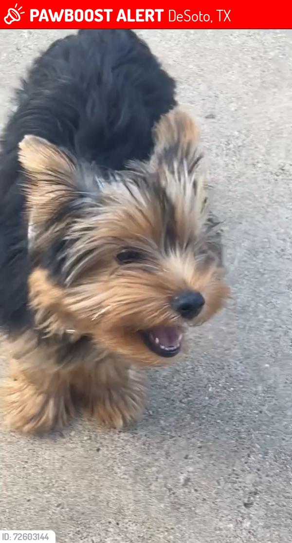 Lost Male Dog last seen Wintergreen & Beckley-Neighborhood Behind Fairfield Inn Hotel, DeSoto, TX 75115