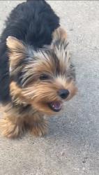 Lost Male Dog last seen Wintergreen & Beckley-Neighborhood Behind Fairfield Inn Hotel, DeSoto, TX 75115