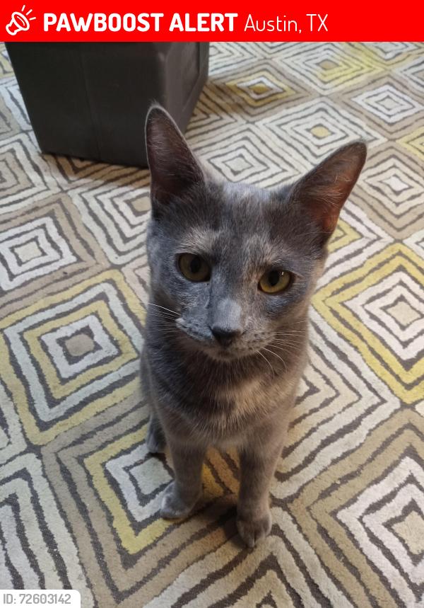 Lost Female Cat last seen Across from Colorado Creek apmts off of Fallwell Lane and Dionda, Austin, TX 78617