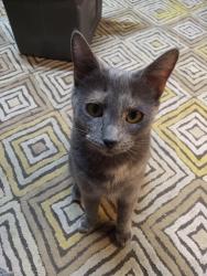 Lost Female Cat last seen Across from Colorado Creek apmts off of Fallwell Lane and Dionda, Austin, TX 78617