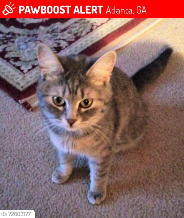 Lost Female Cat last seen Richardson, Pryor and Central streets, Atlanta, GA  30312 Mechanicsville, Atlanta, GA 30309