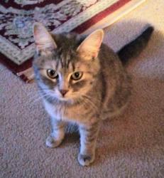 Lost Female Cat last seen Richardson, Pryor and Central streets, Atlanta, GA  30312 Mechanicsville, Atlanta, GA 30309