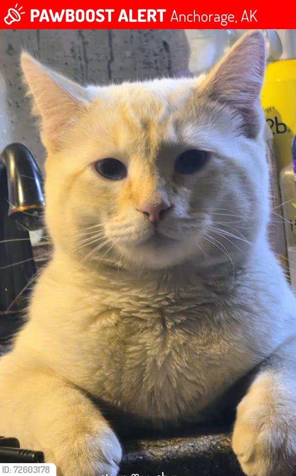 Lost Male Cat last seen Karen drive&Karen court in Penland park near the debarr entrance, Anchorage, AK 99508