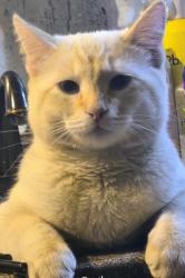 Lost Male Cat last seen Karen drive&Karen court in Penland park near the debarr entrance, Anchorage, AK 99508