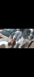 Lost Male Dog last seen At the Garco shops, Murray, UT 84107