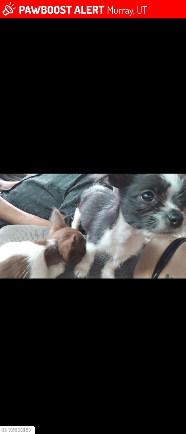 Lost Male Dog last seen At the Garco shops, Murray, UT 84107