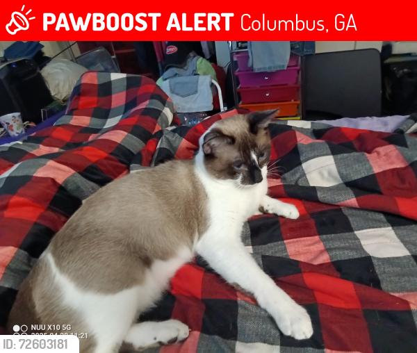 Lost Male Cat last seen St Francis hosp, Columbus, GA 31904