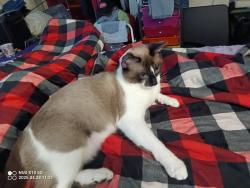 Lost Male Cat last seen St Francis hosp, Columbus, GA 31904