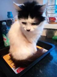 Lost Female Cat last seen Braunstone Leisure Centre , Leicester, England LE3