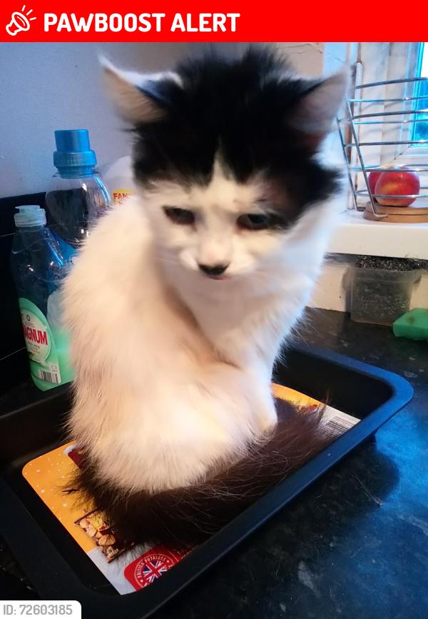 Lost Female Cat last seen Braunstone Leisure Centre, Leicester, England LE3