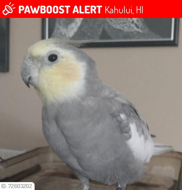 Lost Male Bird last seen Maui Memorial Medical Center, Kahului, HI 96732