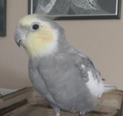 Lost Male Bird last seen Maui Memorial Medical Center, Kahului, HI 96732