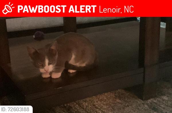 Lost Female Cat last seen Near Cafe downtown lenoir, Lenoir, NC 28645