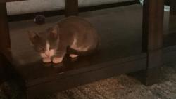 Lost Female Cat last seen Near Cafe downtown lenoir, Lenoir, NC 28645