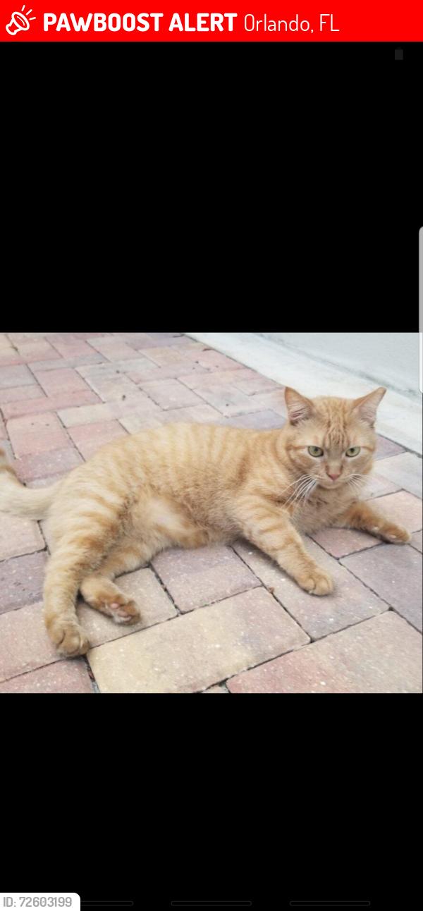 Lost Male Cat last seen Near Fisher street orlando fl 32835, Orlando, FL 32835