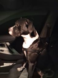 Lost Male Dog last seen Figeroa and florence, Los Angeles, CA 90003