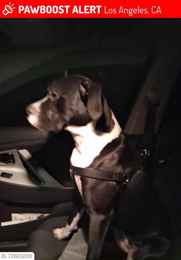 Lost Male Dog last seen Figeroa and florence, Los Angeles, CA 90003