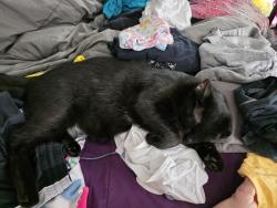 Lost Male Cat last seen Lawrenceville Highway and Pleasant Hill, Lawrenceville, GA 30044