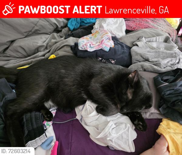 Lost Male Cat last seen Lawrenceville Highway and Pleasant Hill, Lawrenceville, GA 30044