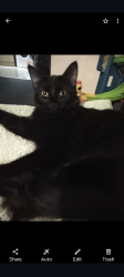 Lost Female Cat last seen Ringabells pub, South Yorkshire, England S61