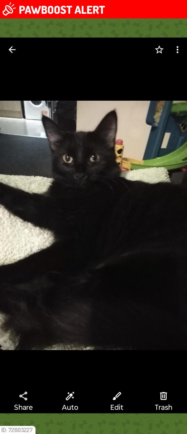 Lost Female Cat last seen Ringabells pub, South Yorkshire, England S61